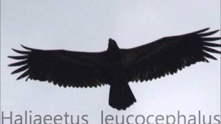 Haliaeetus leucocephalus [upl. by Salina]