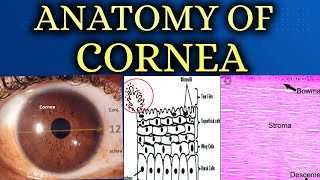 ANATOMY OF CORNEA made easy [upl. by Tilden]