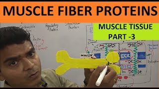 Muscle Tissue Part 3  Skeletal Muscle Fiber Proteins  Contractile Regulatory amp Structural Protein [upl. by Doscher]