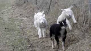 Baby Lambs running jumping playing Texel sheep [upl. by Akenna]