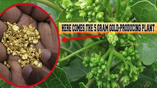 Here comes the 5 Gram GoldProducing Plant [upl. by Aileda]