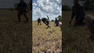 Releasing a vulture is always a celebration for this endangered species 🦅 reels ivancarter wild [upl. by Adnarahs]