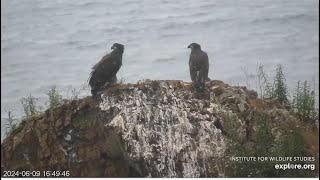 West End Eagles  STERLING FLEDGES 🎉 Koa Joins Sterling On Tor amp Flies To Treasure Below Nest 6924 [upl. by Feingold]