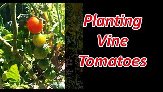 How To Plant Vine Tomatoes  Two Methods [upl. by Chancey609]