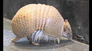 Bandy the threebanded armadillo [upl. by Allevon859]