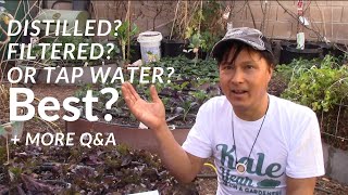 Distilled Filtered or Tap Water for Plant Watering  More Organic Gardening QampA [upl. by Ednarb]