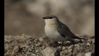 Oriental Pratincole A bird with heart shaped wings [upl. by Eecyak]