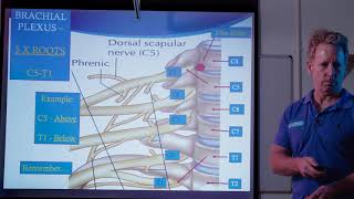 Brachial Nerve Plexus from C5T1simply explained through Powerpoint [upl. by Mamoun]