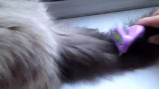 Using the Furminator on Ragdoll kitten [upl. by Imogene]