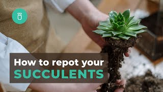 How and When To Repot Your Succulents In 3 Easy Steps  Tips for Beginners [upl. by Glimp21]