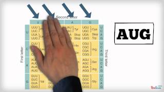The Genetic Code [upl. by Rosenblum941]