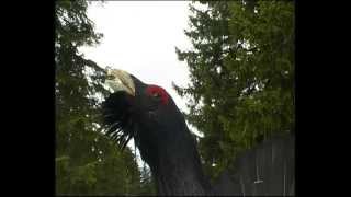 Chant du Coq Marans The Marans rooster song [upl. by Eirrod242]