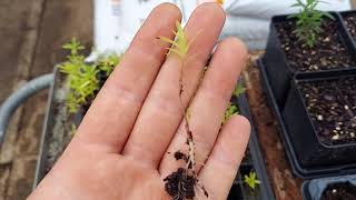 Transplanting Notes on Butterfly Milkweed  Asclepias tuberosa [upl. by Christoforo721]