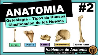 🔴2 👉 ANATOMÍA 🟩 OSTEOLOGIA 🟪 TIPOS DE HUESOS 🟥 FUNCIONES DE LOS HUESOS [upl. by Canice]