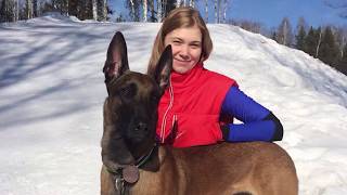 Skijoring Malinois Russia Tomsk 2018 [upl. by Aleinad]