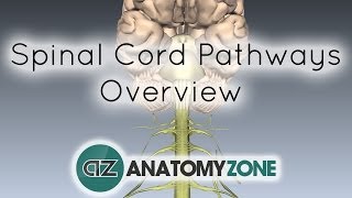 Spinal PathwaysTracts  Part 2  Ascending and Descending Tracts Overview  Anatomy Tutorial [upl. by Loesceke]