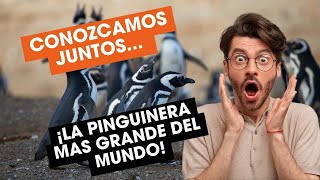 ¡La Pinguinera Más Grande del Mundo 😱🐧punta tombo [upl. by Euqinim]