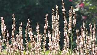 Persicaria amplexicaulis Alba [upl. by Annoyek]