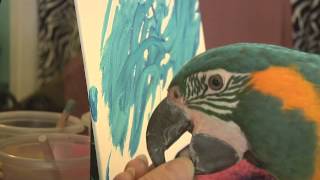 How Did I Train My Macaw to Paint [upl. by Brine307]