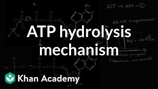 ATP hydrolysis mechanism  Energy and enzymes  Biology  Khan Academy [upl. by Anne]