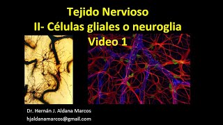 Tejido Nervioso Glía o neuroglía Parte 1 de 3 Hernán J Aldana Marcos [upl. by Ydnolem]