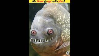 Sea creatures with very strange mouths viral [upl. by Romanas]