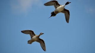 Hunting Waterfowl on Small Water [upl. by Chlores]