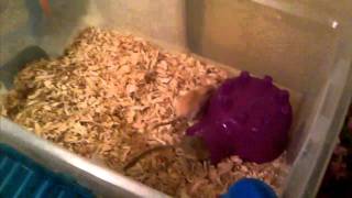 how to set up a gerbil home habitat [upl. by Bel]