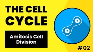 Amitosis Cell Division Made Extremely Simple  Hindi  Urdu [upl. by Gottuard]