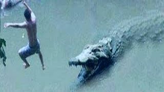 Natures Most Brutal Crocodile Attacks [upl. by Gasparo562]