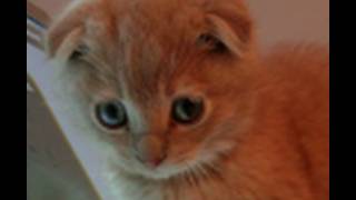 I are Even Cuter Kitten HD Scottish Fold [upl. by Ahsatan]