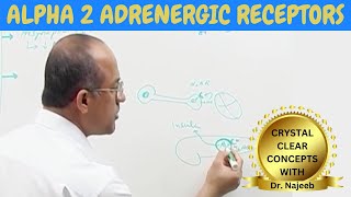 Adrenergic receptors  Alpha 2  Pharmacology🩺 [upl. by Bergess243]