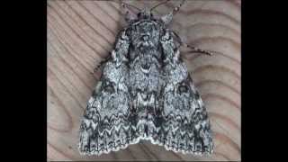 Part 16 Common Underwing Zale and Nola Moths Families Erebidae and Nolidae [upl. by Diehl]