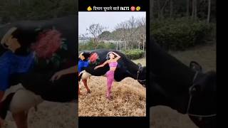 दिमाग घुमाने वाले FACTS  Strange Designs on Cows ♨️ shorts shortsvideo ytshorts cow [upl. by Lida]