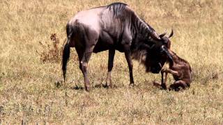 Geboorte gnoe Ngorongoro crater Tanzania [upl. by Selbbep688]