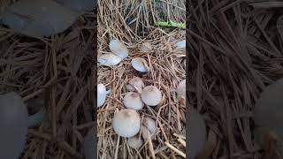 Chaaruyen🤎straw mushroom Volvariella volvacea boneless meat😌nature vegetables northeastindia [upl. by Heng]