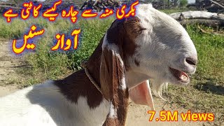 Goat Video  Bakri Ki Video [upl. by Asilehs]