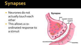 Nervous System Part 3  Synapses ALevel Biology [upl. by Alegnasor]