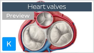 Valves of the heart preview  Human Anatomy  Kenhub [upl. by Nomzed18]