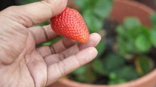 Growing Strawberries  Chandler Variety  Big amp Delicious [upl. by Argela]