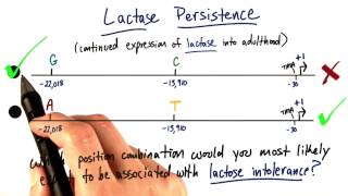 Lactase Persistence  Tales from the Genome [upl. by Humfried]