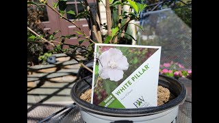 White Pillar Rose of Sharon [upl. by Folsom87]