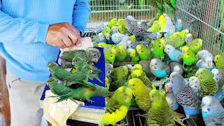 Finally Releasing New lines of Parakeet Birds in the Avairy amp Heres what happened [upl. by Aynad]