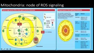 Reactive oxygen species ros signaling and oxidative stress [upl. by Onitnas]