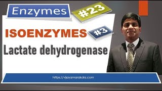 Lactate dehydrogenase Isoenzymes Diagnostic important enzymes [upl. by Soll860]