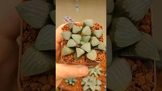 haworthia bayeri hybrida haworthia suculentas [upl. by Naic62]