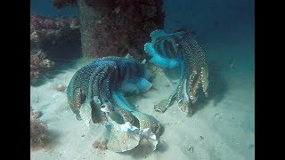 quotThe Dancequot Giant Cuttlefish [upl. by Einberger]