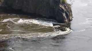 Reversing Falls St John NB Bay of Fundy [upl. by Saxena]