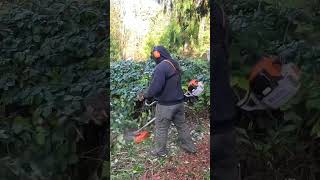 BlackBerry Bushes HIJACKED Their Trailer and Parking Spot satisfying seattle brushcutter stihl [upl. by Bunny]