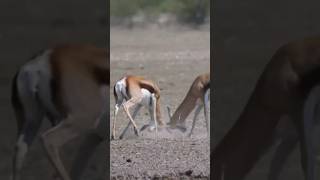 Deers fighting shorts ytshort videoshort [upl. by Ferriter]